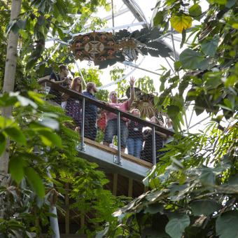 Students on Rainforest Walkway being shown the Biome by their tutor
